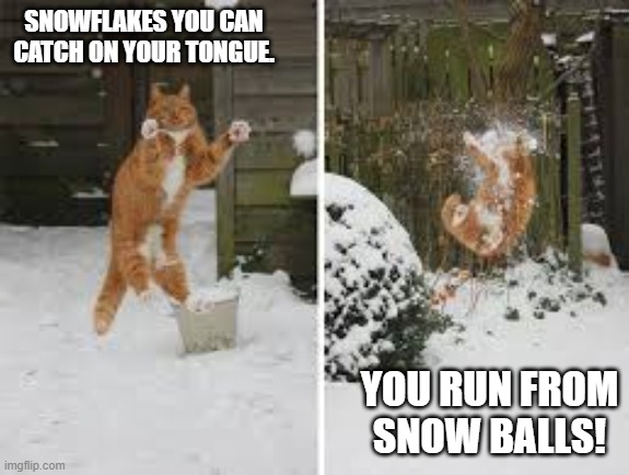 Cat catching snow | SNOWFLAKES YOU CAN CATCH ON YOUR TONGUE. YOU RUN FROM SNOW BALLS! | image tagged in cat catching snow | made w/ Imgflip meme maker