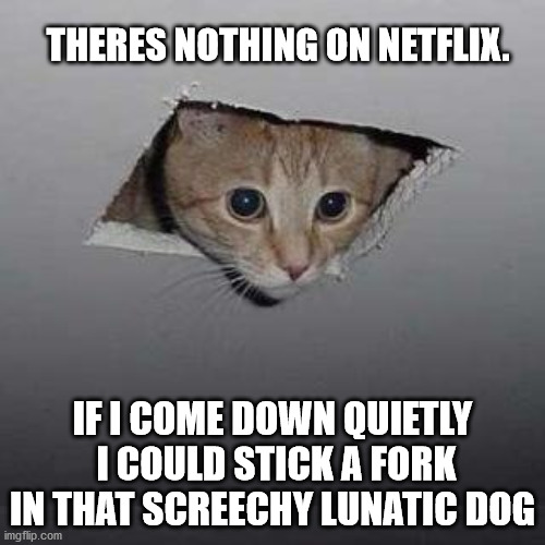 Ceiling Cat | THERES NOTHING ON NETFLIX. IF I COME DOWN QUIETLY  I COULD STICK A FORK IN THAT SCREECHY LUNATIC DOG | image tagged in memes,ceiling cat | made w/ Imgflip meme maker