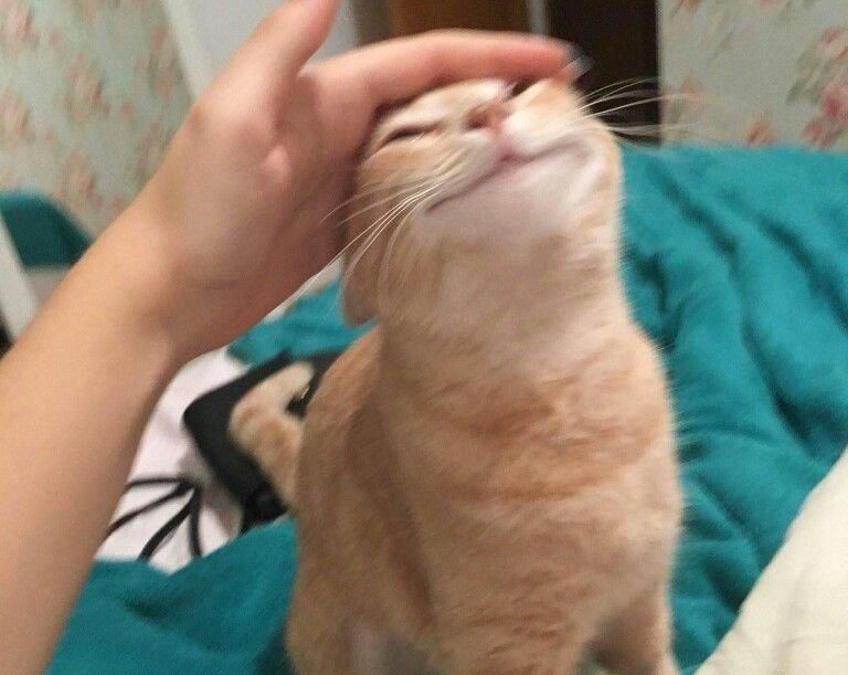 praise cat Blank Meme Template