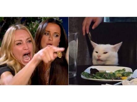 High Quality Cat angry lady Blank Meme Template