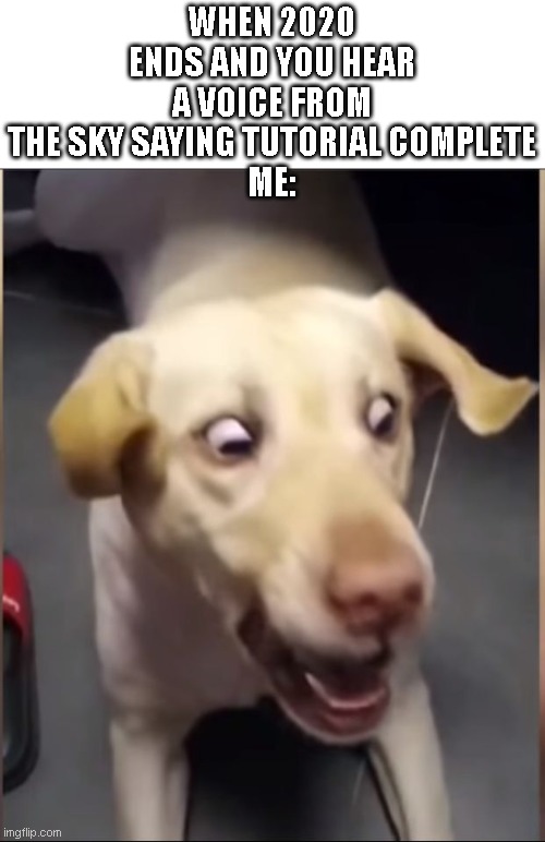 DOG SCARED | WHEN 2020 ENDS AND YOU HEAR A VOICE FROM THE SKY SAYING TUTORIAL COMPLETE
ME: | image tagged in dog scared | made w/ Imgflip meme maker