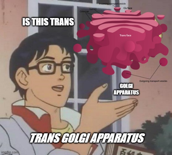 Trans Golgi Body | IS THIS TRANS; GOLGI APPARATUS; TRANS GOLGI APPARATUS | image tagged in transgender,the human body | made w/ Imgflip meme maker