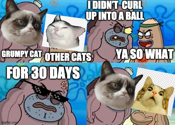 cats reaction | I DIDN’T  CURL UP INTO A BALL; GRUMPY CAT; YA SO WHAT; OTHER CATS; FOR 30 DAYS | image tagged in welcome to the salty spitoon,cats,reaction | made w/ Imgflip meme maker