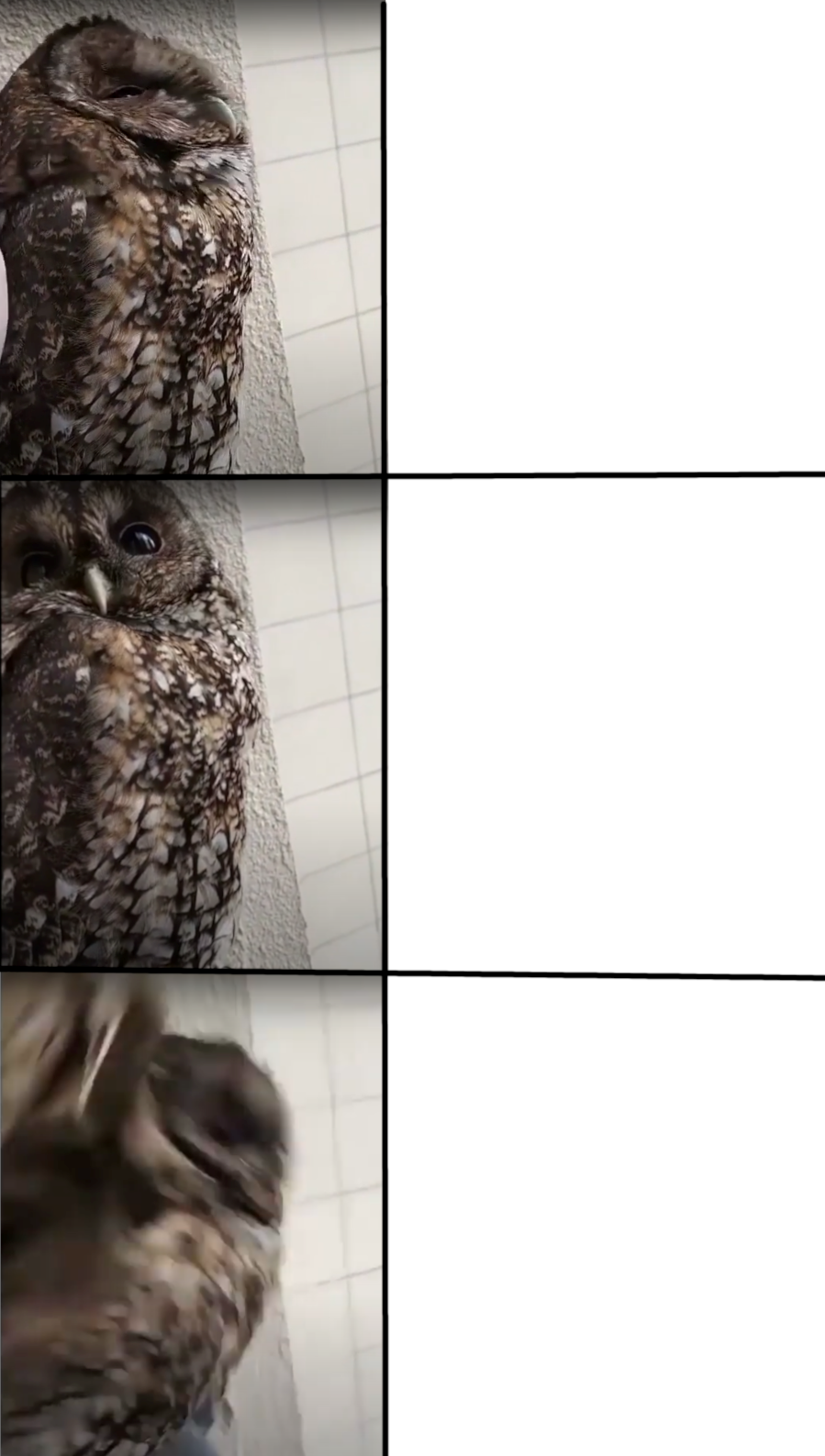 Panic Owl Blank Meme Template