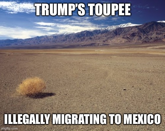 Worked the last four years under poor conditions | TRUMP’S TOUPEE; ILLEGALLY MIGRATING TO MEXICO | image tagged in desert tumbleweed,memes | made w/ Imgflip meme maker