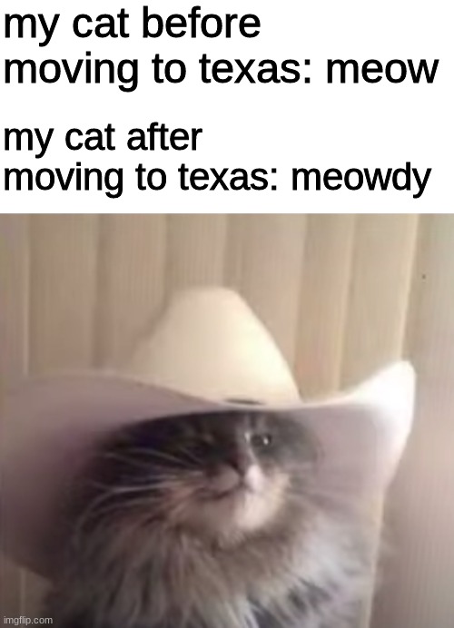 Meowdy ya'll | my cat before moving to texas: meow; my cat after moving to texas: meowdy | image tagged in blank white template | made w/ Imgflip meme maker