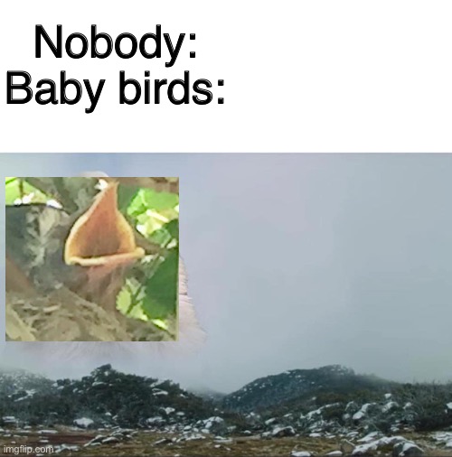 AAAAAAAAAAAAA |  Nobody:
Baby birds: | image tagged in screaming cowboy cat | made w/ Imgflip meme maker
