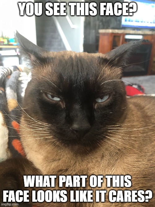 Not amused cat | YOU SEE THIS FACE? WHAT PART OF THIS FACE LOOKS LIKE IT CARES? | image tagged in not amused cat | made w/ Imgflip meme maker