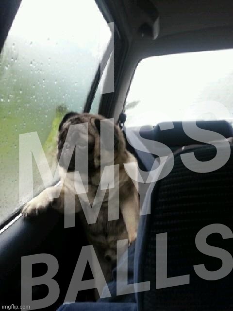 Introspective Pug |  I MISS; MY BALLS | image tagged in introspective pug | made w/ Imgflip meme maker