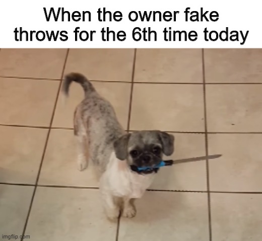 use my templates: Life Support and Dangerous Doggo | When the owner fake throws for the 6th time today | image tagged in dangerous doggo,no upvotes,downvotes | made w/ Imgflip meme maker