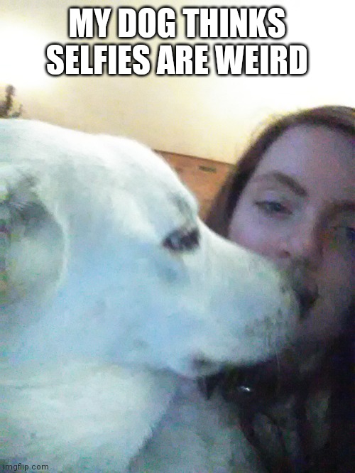I have a dog | MY DOG THINKS SELFIES ARE WEIRD | image tagged in dog,i love you | made w/ Imgflip meme maker