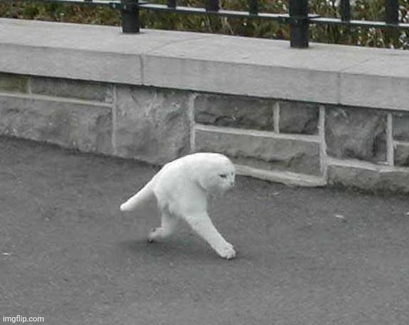 Half cat | image tagged in half cat | made w/ Imgflip meme maker