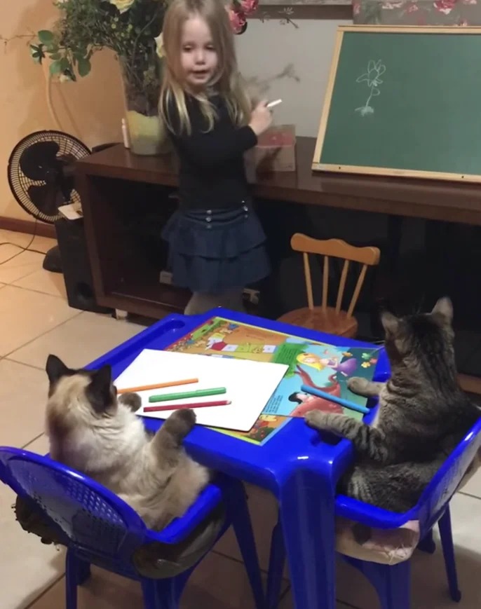 little girl teaching cats Blank Meme Template