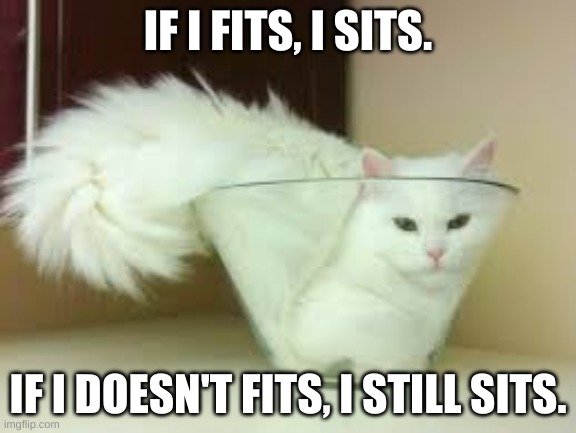 And mine sit in their carriers! They're weird. (with the exception that all cats are weird) | IF I FITS, I SITS. IF I DOESN'T FITS, I STILL SITS. | image tagged in cats,funny,funny cats,weird,just why | made w/ Imgflip meme maker