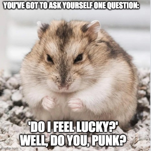 Angry hamster asks | YOU'VE GOT TO ASK YOURSELF ONE QUESTION:; 'DO I FEEL LUCKY?' WELL, DO YOU, PUNK? | image tagged in you know what you did,hamster,cute,quotes,tough guy | made w/ Imgflip meme maker