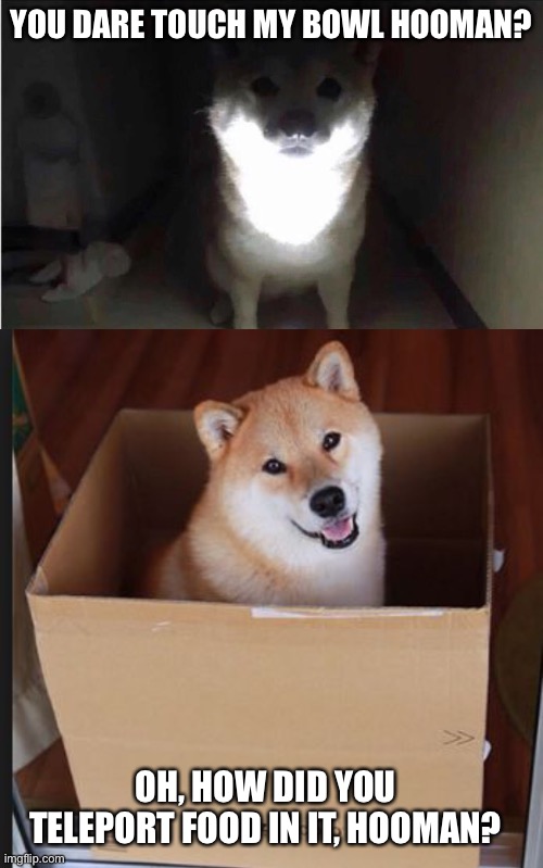 YOU DARE TOUCH MY BOWL HOOMAN? OH, HOW DID YOU TELEPORT FOOD IN IT, HOOMAN? | image tagged in shibe at 3am,doge in box | made w/ Imgflip meme maker