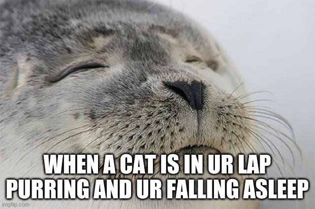 Satisfied Seal Meme | WHEN A CAT IS IN UR LAP PURRING AND UR FALLING ASLEEP | image tagged in memes,satisfied seal | made w/ Imgflip meme maker
