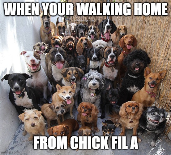 Walking home from chick fil a | WHEN YOUR WALKING HOME; FROM CHICK FIL A | image tagged in funny memes | made w/ Imgflip meme maker