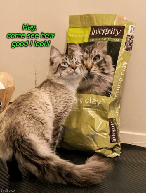 The Front of the Bag | Hey, 
come see how good I look! | image tagged in funny memes,funny cat memes,funny,cats,funny cats | made w/ Imgflip meme maker