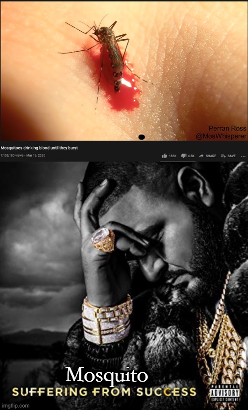 Damn they thirsty | Mosquito | image tagged in dj khaled suffering from success meme | made w/ Imgflip meme maker