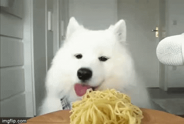 Doggie learned to eat spaghetti - Imgflip
