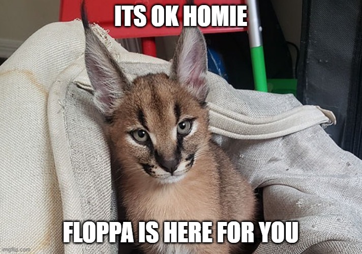 Floppa is here | ITS OK HOMIE; FLOPPA IS HERE FOR YOU | image tagged in big floppa | made w/ Imgflip meme maker
