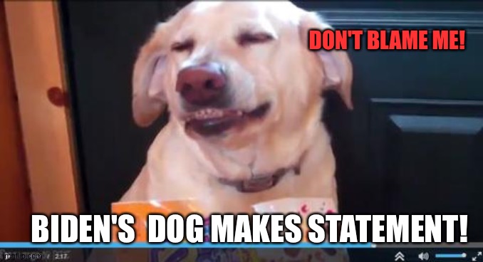 DON'T BLAME ME! BIDEN'S  DOG MAKES STATEMENT! | image tagged in funny dogs | made w/ Imgflip meme maker