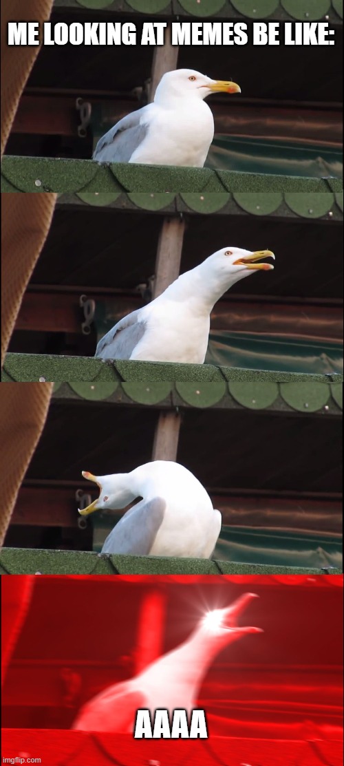 AAA | ME LOOKING AT MEMES BE LIKE:; AAAA | image tagged in memes,inhaling seagull | made w/ Imgflip meme maker