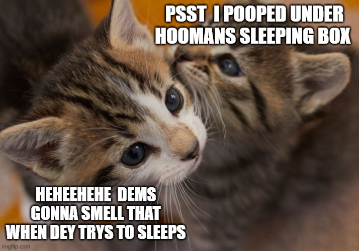 Where...Where is it?! | PSST  I POOPED UNDER HOOMANS SLEEPING BOX; HEHEEHEHE  DEMS GONNA SMELL THAT WHEN DEY TRYS TO SLEEPS | image tagged in lol,funny cats,funny memes,we've been tricked,memes | made w/ Imgflip meme maker