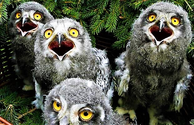 High Quality singing owls Blank Meme Template