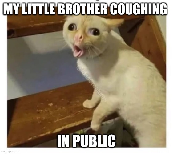 Coughing Cat | MY LITTLE BROTHER COUGHING; IN PUBLIC | image tagged in coughing cat | made w/ Imgflip meme maker