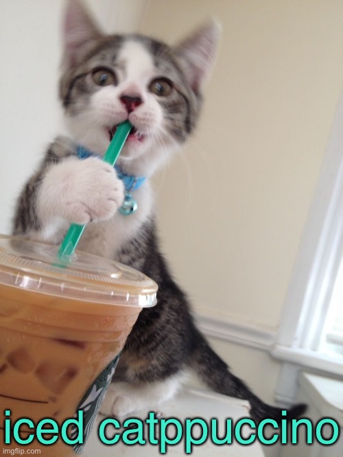 Caffeinated Kitty Cat | iced catppuccino | image tagged in funny memes,funny cat memes,funny,cats,funny cats | made w/ Imgflip meme maker