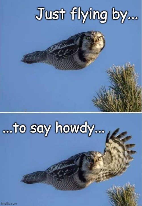 Just flying by... | Just flying by... ...to say howdy... | image tagged in owl,howdy,flying | made w/ Imgflip meme maker