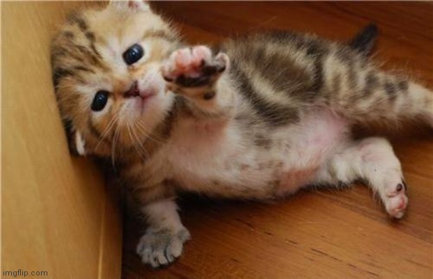 Help Me Kitten | image tagged in help me kitten | made w/ Imgflip meme maker