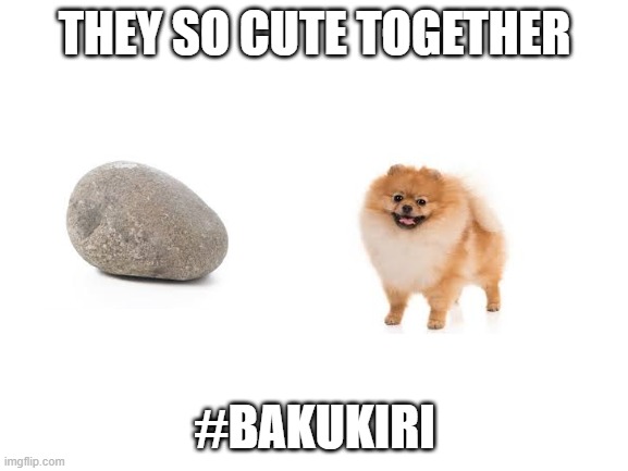 rock and Pomeranian | THEY SO CUTE TOGETHER; #BAKUKIRI | image tagged in blank white template | made w/ Imgflip meme maker