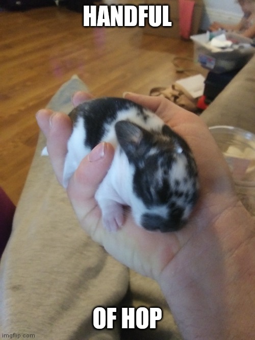 HANDFUL OF CUTENESS | HANDFUL; OF HOP | image tagged in bunnies,rabbit,baby,bunny | made w/ Imgflip meme maker