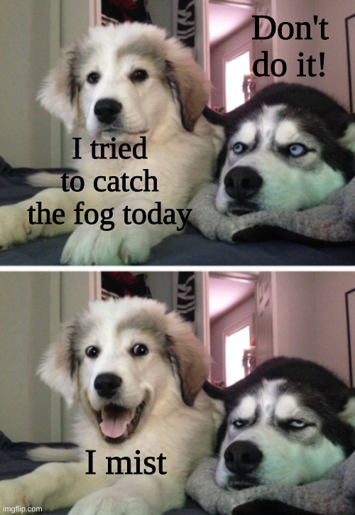 Both of their faces tho LOL! |  Don't do it! I tried to catch the fog today; I mist | image tagged in funny,memes,funny memes,bad pun dogs,dogs,fog | made w/ Imgflip meme maker