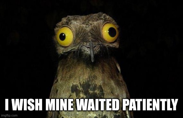 I WISH MINE WAITED PATIENTLY | image tagged in memes,weird stuff i do potoo | made w/ Imgflip meme maker