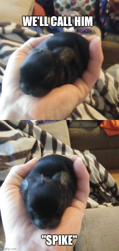 HE'S GOT A LITTLE "HORN" | WE'LL CALL HIM; "SPIKE" | image tagged in bunny,baby,rabbit | made w/ Imgflip meme maker
