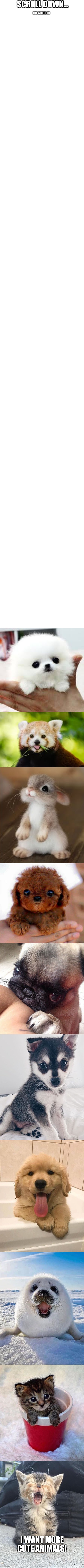 So worth it | SCROLL DOWN... (ITS WORTH IT); I WANT MORE CUTE ANIMALS! | image tagged in blank white template,cute animals | made w/ Imgflip meme maker