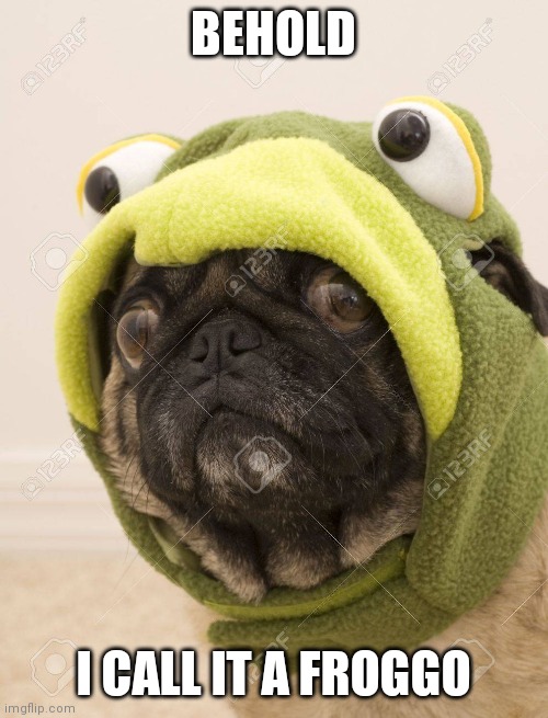 BEHOLD; I CALL IT A FROGGO | image tagged in frog,dog,cute | made w/ Imgflip meme maker