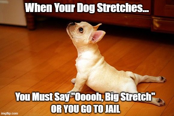 Ooooh, Big Stretch! | When Your Dog Stretches... You Must Say "Ooooh, Big Stretch"; OR YOU GO TO JAIL | image tagged in it's a bit of a stretch,puppy,new rules,funny memes | made w/ Imgflip meme maker