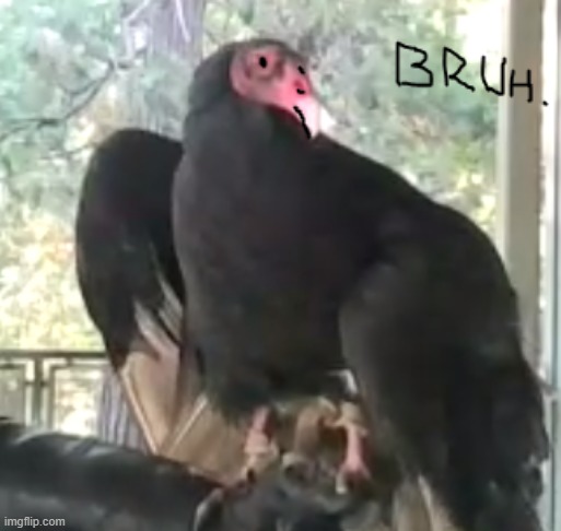Bruh Vulture | image tagged in bruh vulture | made w/ Imgflip meme maker