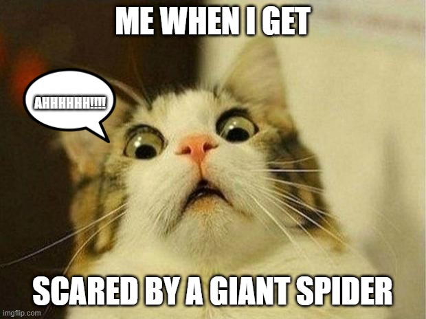 Scared Cat Meme | ME WHEN I GET; AHHHHHH!!!! SCARED BY A GIANT SPIDER | image tagged in memes,scared cat | made w/ Imgflip meme maker