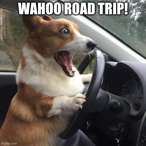 Corgi on the road | WAHOO ROAD TRIP! | image tagged in rage corgi | made w/ Imgflip meme maker
