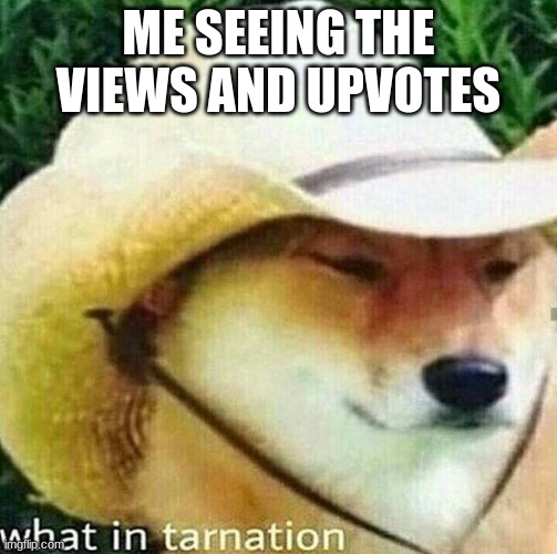 What in tarnation dog | ME SEEING THE VIEWS AND UPVOTES | image tagged in what in tarnation dog | made w/ Imgflip meme maker