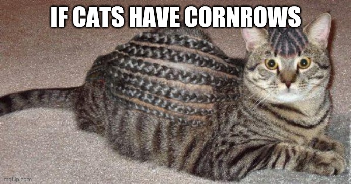 Cornrow cat | IF CATS HAVE CORNROWS | image tagged in funny,cats,animals,memes | made w/ Imgflip meme maker