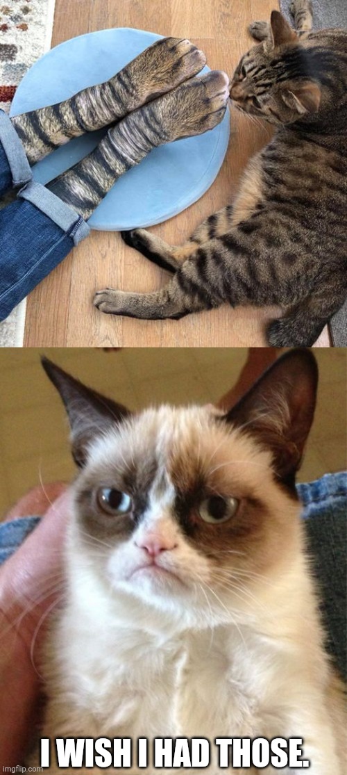 Wow. | I WISH I HAD THOSE. | image tagged in memes,grumpy cat,funny,cats,animals | made w/ Imgflip meme maker