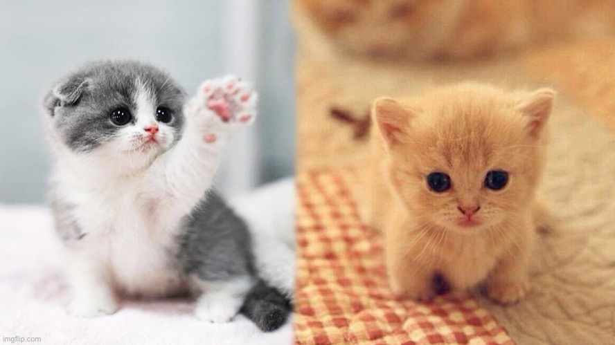 To anyone feeling down. Have some cute kittens | made w/ Imgflip meme maker