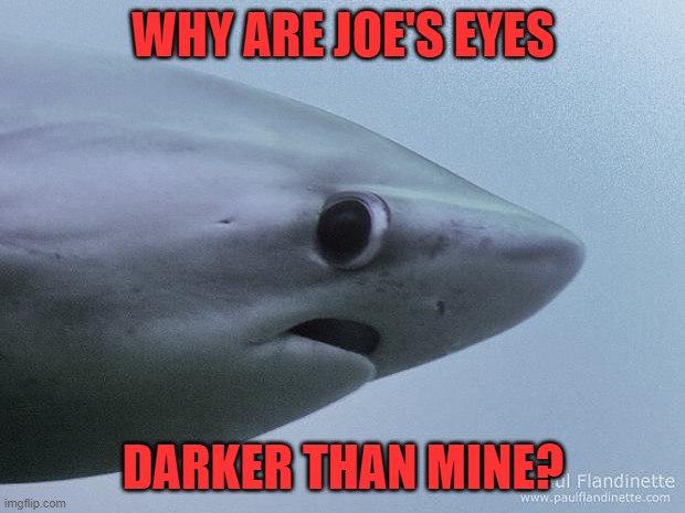 Awkward Shark | WHY ARE JOE'S EYES DARKER THAN MINE? | image tagged in awkward shark | made w/ Imgflip meme maker